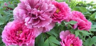 Україну накриє антициклон: синоптики розповіли, що буде з погодою