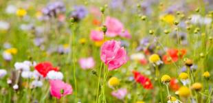 Подекуди варто очікувати на зливи під гуркіт грому: прогноз погоди на 16 червня