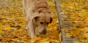 Погода 27 вересня: у середу в Україні буде по-літньому тепло