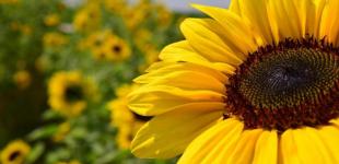 Синоптикиня розповіла, чи чекати похолодання у найближчі дні