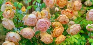 Що зірки нам пророкують: гороскоп на 29 травня – 4 червня 2023 року