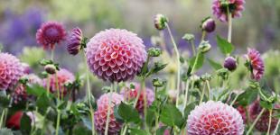 Що зірки нам пророкують: гороскоп на 28 серпня - 3 вересня 2023 року