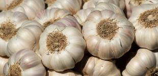 Щоб озимий часник виріс розміром із кулак: 7 секретів від агрономів для великого врожаю