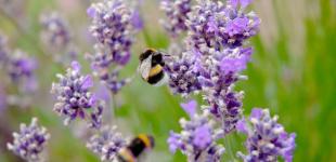 Що зірки нам пророкують: гороскоп на 17-23 липня 2023 року