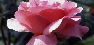 Що зірки нам пророкують: гороскоп на 4-10 вересня 2023 року