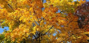 Синоптики ошелешили новим прогнозом на жовтень