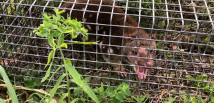 Вважали вимерлою: до пастки потрапила рідкісна тварина, яку не бачили 130 років