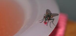 Як позбутися мошок у квартирі та будинку: перевірені способи