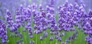 Прогноз погоди на червень: синоптики розповіли, яким буде перший місяць літа