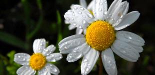 Прогноз погоди на 27 червня: в Україні будуть дощі, а місцями - грози, температура - до +29°