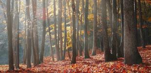 Прогноз погоди на 23 жовтня: понеділок буде теплим, подекуди – дощі