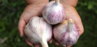 Сприятливі дні для садіння озимого часнику в жовтні та листопаді 2023 року