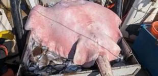 Дослідники упіймали 180-кілограмового ската-гіганта