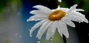 Похолодання, дощі та грози: яку погоду прогнозують в Україні на 3 червня