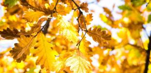 В Україні прогнозують перші заморозки