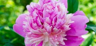 Синоптики розповіли, яким буде перший день літа