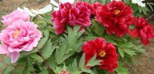 Спека під шум грози: прогноз погоди в Україні на 5 червня