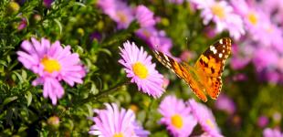 Прогноз погоды: на западе осадки, а в южных областях +29 °C