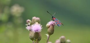 Якою буде погода у Київській області?