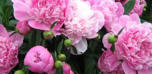 Синоптик дала прогноз на перші два дні літа в Україні