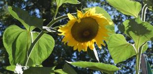 Передостанні вихідні літа потішать осінньою прохолодою вночі: яка буде погода на Спаса