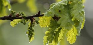 Погода в Україні буде не дуже приємною: прогноз синоптиків на найближчі дні