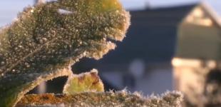 В Україну йдуть заморозки: названо дату