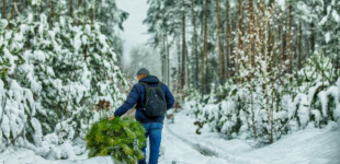 Какой штраф грозит украинцу за срубленную елку 