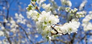 Огляд погодних умов в Україні на тиждень: 9 - 15 травня 2022