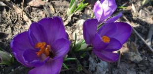 Вночі - мороз, вдень - до 13° тепла: прогноз погоди в Україні на п'ятницю, 25 березня