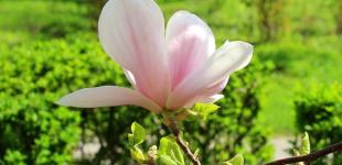 Где в Украине ждать дождей, а где – заморозков: синоптики дали прогноз на 5 дней