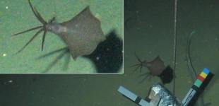 Впервые кальмара обнаружили на рекордной глубине в шесть километров