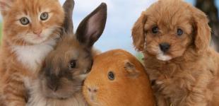 Американцы за год потратили $70 млрд на домашних животных