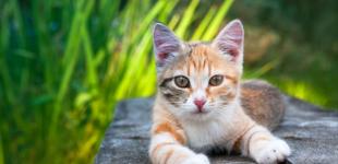 8 продуктів, які можуть бути токсичними для котів: ветеринари назвали найнебезпечніші