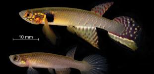 Учені виявили унікальну рибу, яку вважали вимерлою понад 20 років