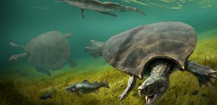 Панцир більший за людину: що відомо про найбільшу прісноводну черепаху в історії