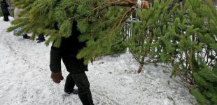 Де можна купити ялинку в Києві: адреси офіційних точок продажу