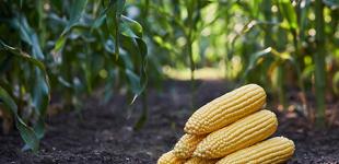 В Україні продовжують зростати ціни на кукурудзу