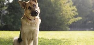 Где купить все необходимое для путешествий и тренировок активных собак