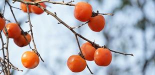 Хурма Шарон – один из лучших сортов