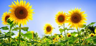 Подсолнечник: критерии выбора и особенности выращивания культуры