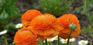 Ранукулюс (жовтець): примхи квітучого красеня