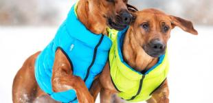 Ошейники и куртки: необходимые зоотовары для собак в интернет-магазине