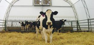 Оборудование для коровника. Что нужно купить в первую очередь