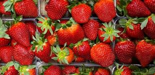 В Україні різко дешевшає полуниця