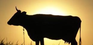 Молочная диета: фермеры стали зарабатывать на молоке больше, чем на мясе