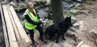 У Карпатах з минулого вечора шукають заблукалу дитину
