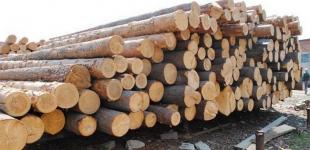 Госагентство оценило убытки от незаконных вырубок лесов