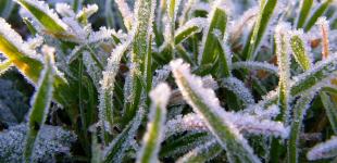 В субботу похолодает, в воскресенье – заморозки