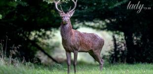 Що зірки нам пророкують: гороскоп на 27 жовтня – 2 листопада 2025 року